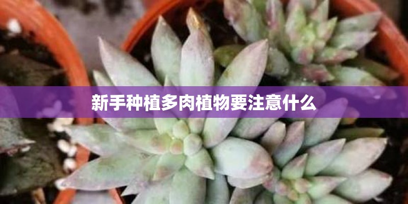 新手种植多肉植物要注意什么 新手种植多肉植物要注意什么