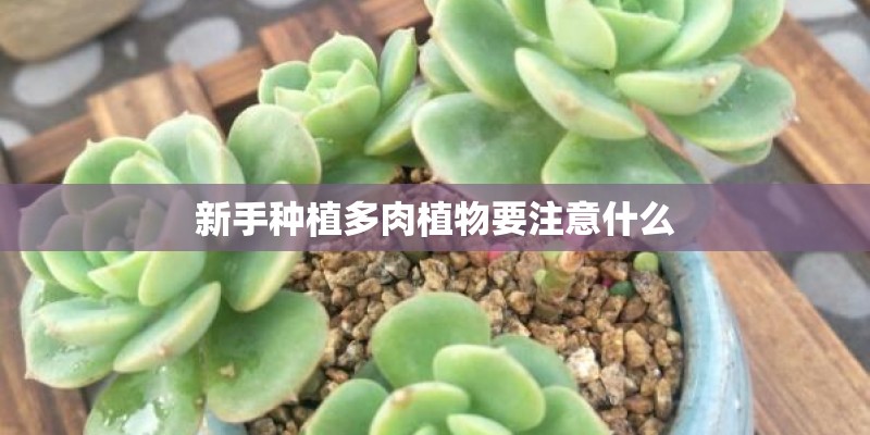 新手种植多肉植物要注意什么 新手种植多肉植物要注意什么
