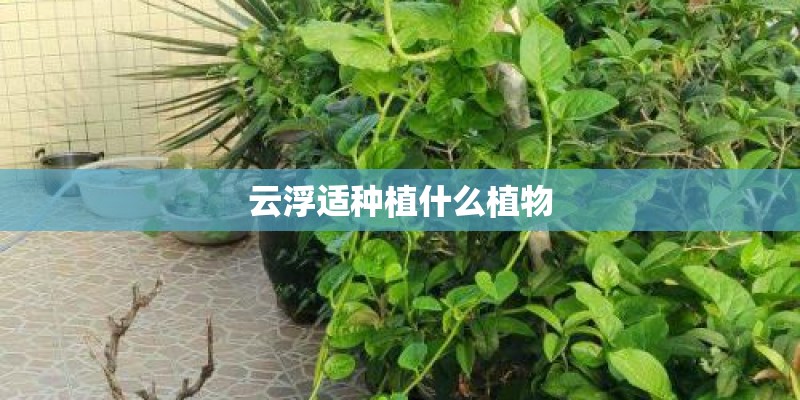 云浮适种植什么植物