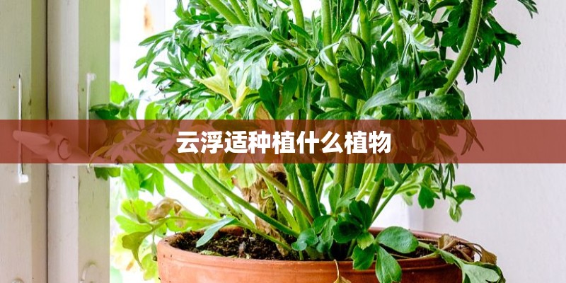 云浮适种植什么植物