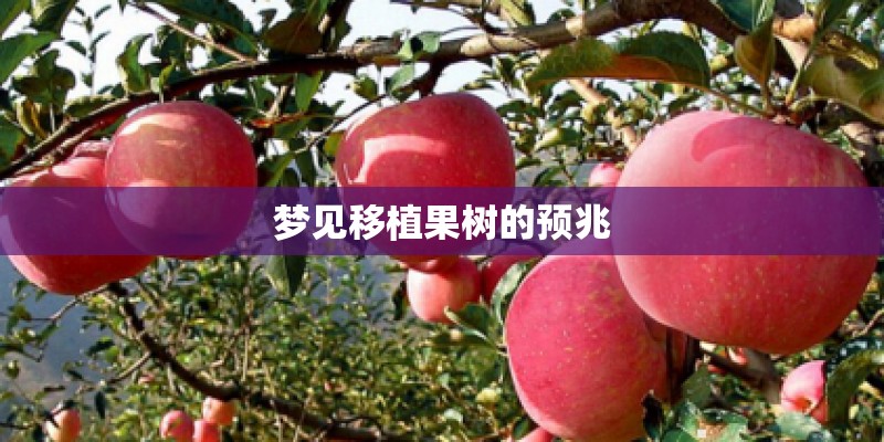 梦见移植果树的预兆