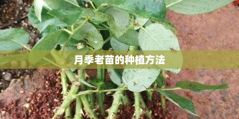 月季老苗的种植方法