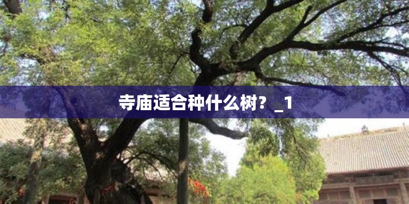 寺庙适合种什么树？_1
