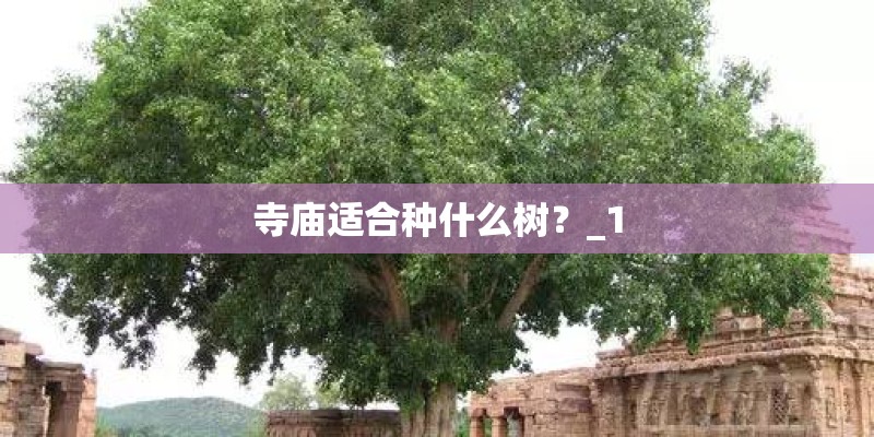 寺庙适合种什么树？_1