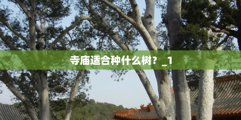 寺庙适合种什么树？_1