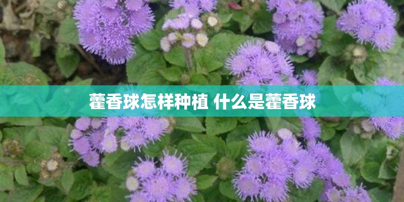 藿香球怎样种植 什么是藿香球