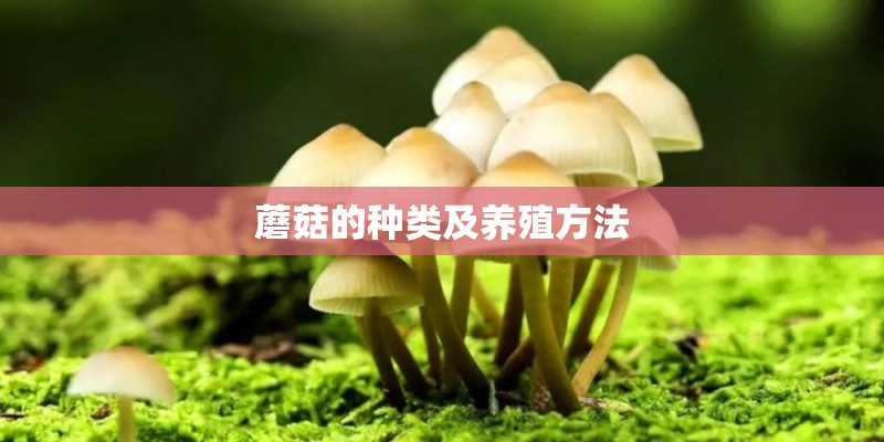 蘑菇的种类及养殖方法