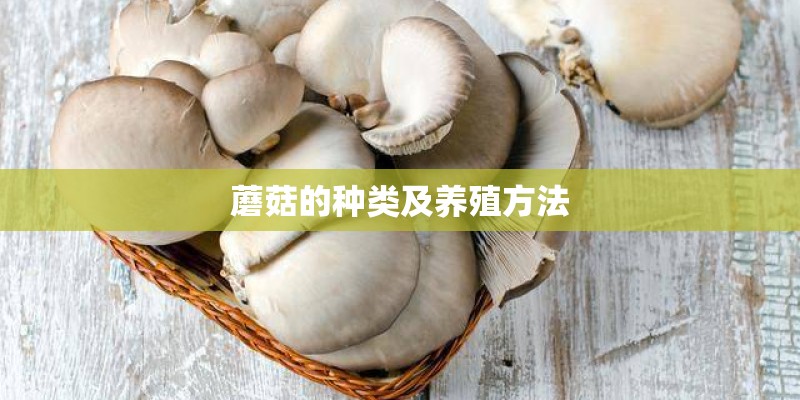 蘑菇的种类及养殖方法