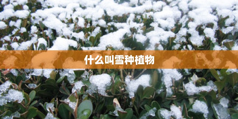 什么叫雪种植物