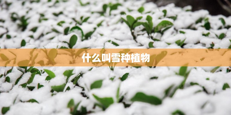 什么叫雪种植物