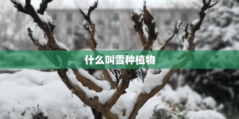 什么叫雪种植物