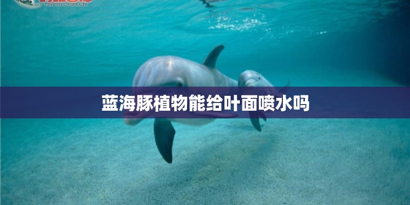 蓝海豚植物能给叶面喷水吗
