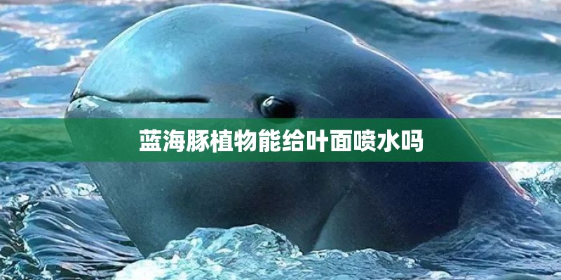 蓝海豚植物能给叶面喷水吗
