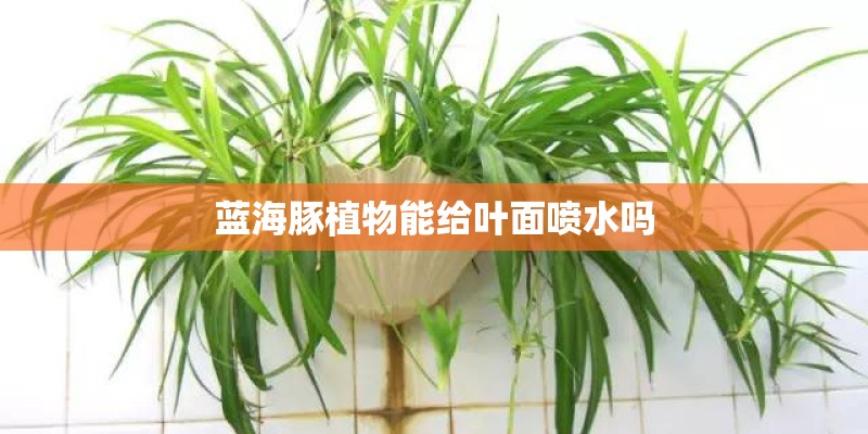蓝海豚植物能给叶面喷水吗