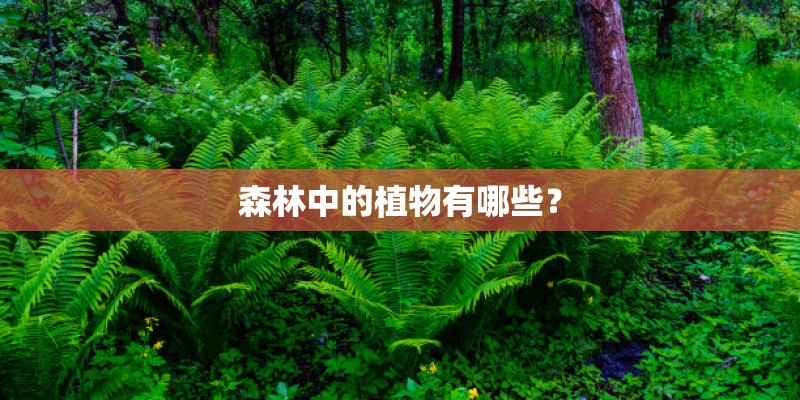 森林中的植物有哪些？