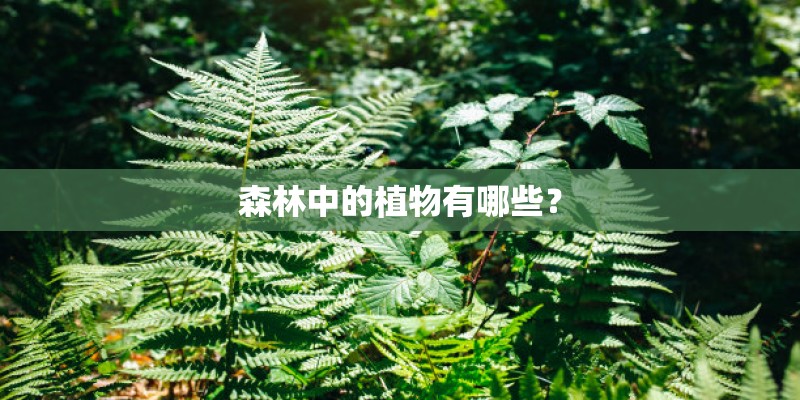 森林中的植物有哪些？