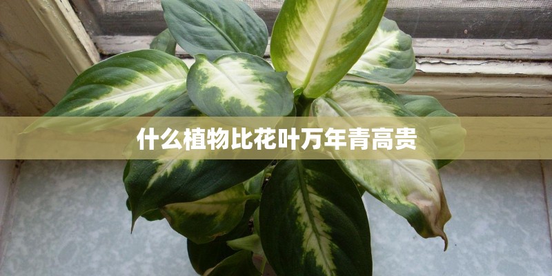 什么植物比花叶万年青高贵