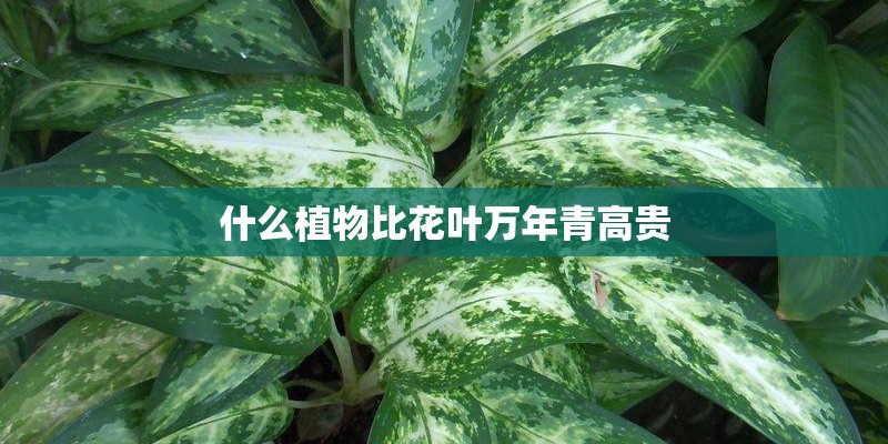 什么植物比花叶万年青高贵