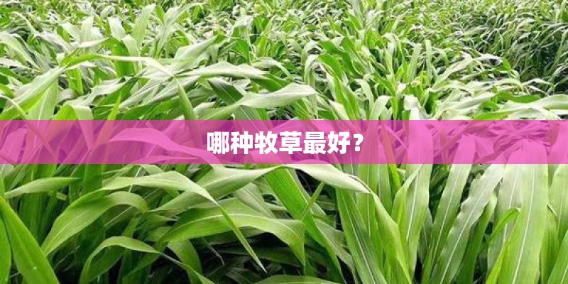 哪种牧草最好？