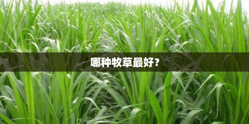 哪种牧草最好？