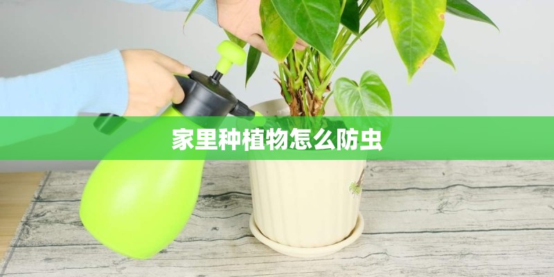 家里种植物怎么防虫