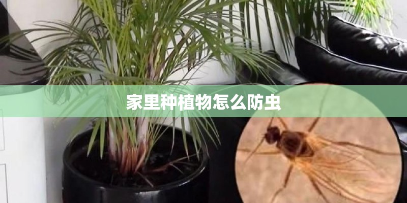 家里种植物怎么防虫