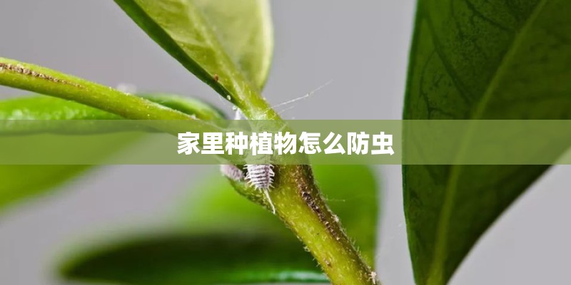家里种植物怎么防虫