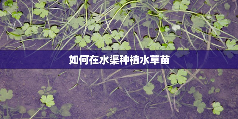 如何在水渠种植水草苗