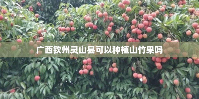 广西钦州灵山县可以种植山竹果吗