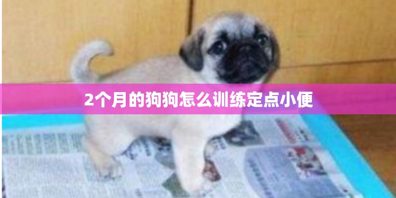 2个月的狗狗怎么训练定点小便