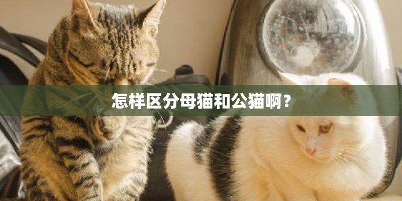 怎样区分母猫和公猫啊？
