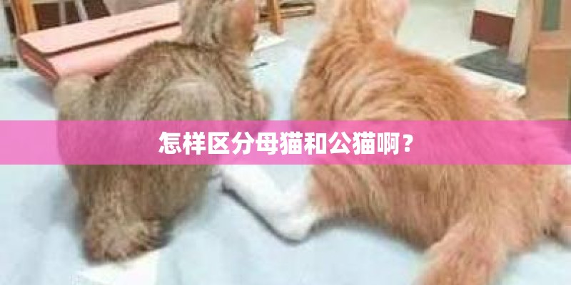怎样区分母猫和公猫啊？