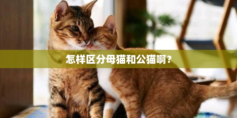 怎样区分母猫和公猫啊？