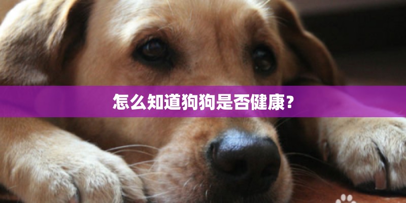 怎么知道狗狗是否健康？