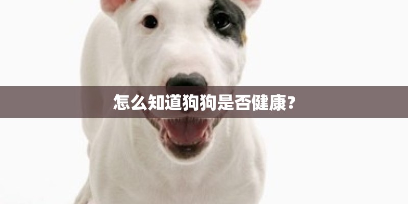 怎么知道狗狗是否健康？