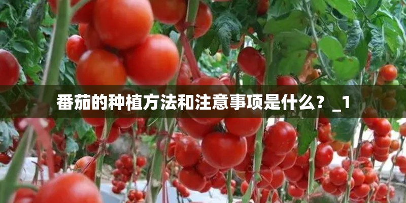 番茄的种植方法和注意事项是什么？_1