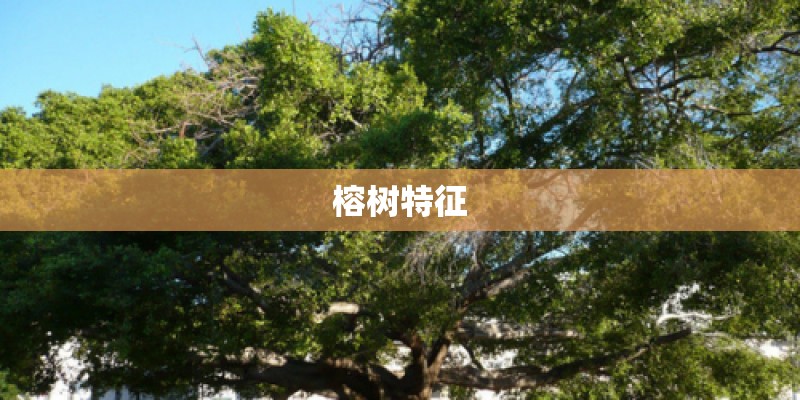 榕树特征