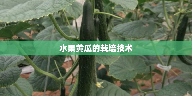 水果黄瓜的栽培技术