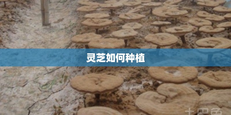 灵芝如何种植