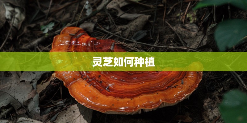 灵芝如何种植