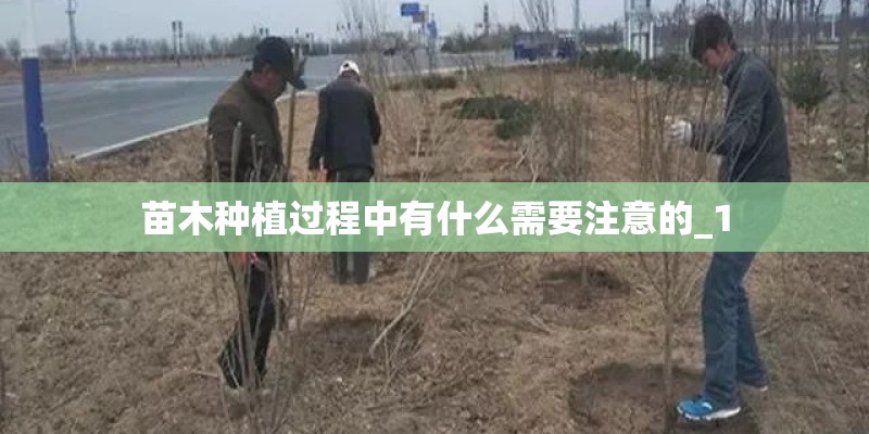 苗木种植过程中有什么需要注意的_1