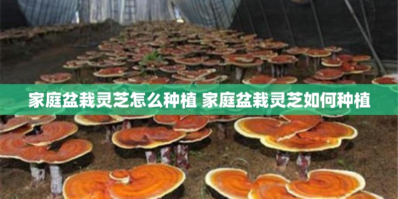 家庭盆栽灵芝怎么种植 家庭盆栽灵芝如何种植