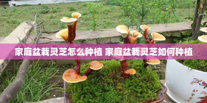 家庭盆栽灵芝怎么种植 家庭盆栽灵芝如何种植