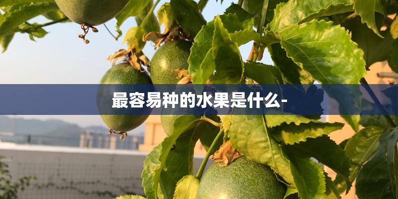 最容易种的水果是什么-