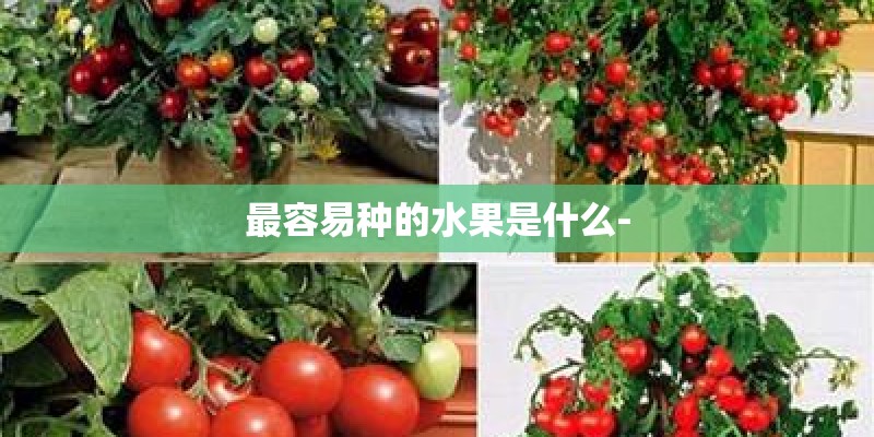 最容易种的水果是什么-