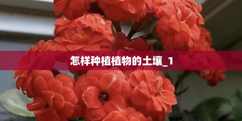 怎样种植植物的土壤_1