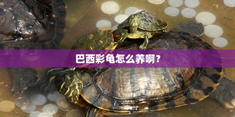 巴西彩龟怎么养啊？
