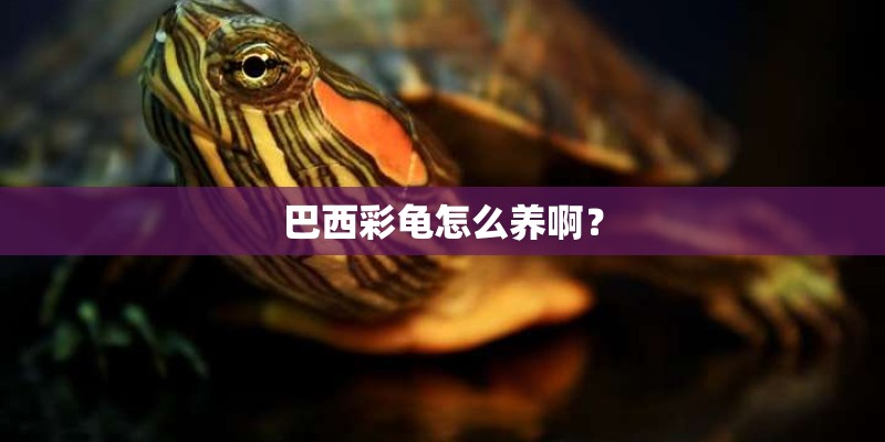 巴西彩龟怎么养啊？