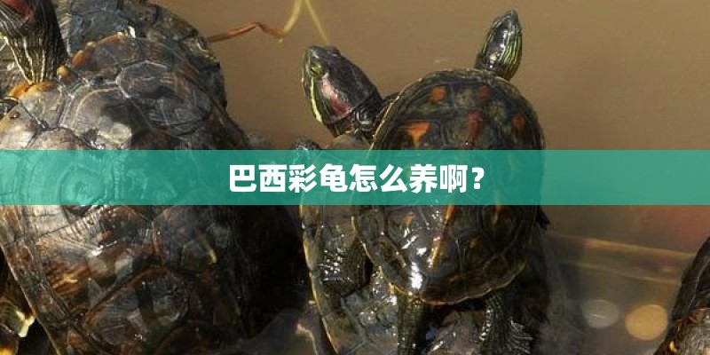 巴西彩龟怎么养啊？