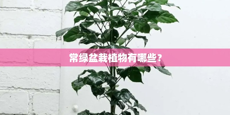常绿盆栽植物有哪些？